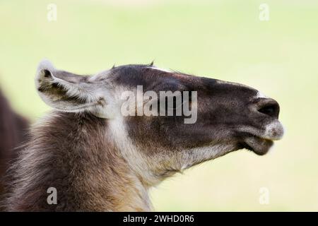 Lama (Lama guanicoe F. glama), portrait, Rhénanie-du-Nord-Westphalie, Allemagne Banque D'Images