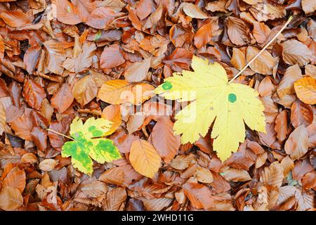 Feuilles d'érable sycomore (Acer pseudoplatanus) sur feuilles de hêtre cuivré (Fagus sylvatica), automne, Suisse saxonne, Saxe, Allemagne Banque D'Images