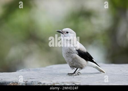 Pine Jay (Nucifraga columbiana), Parc national Banff, Alberta, Canada Banque D'Images