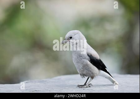 Pine Jay (Nucifraga columbiana), Parc national Banff, Alberta, Canada Banque D'Images