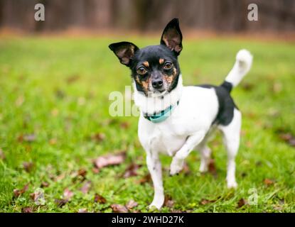 Petit chien chihuahua tricolore de race mixte debout avec une patte levée Banque D'Images