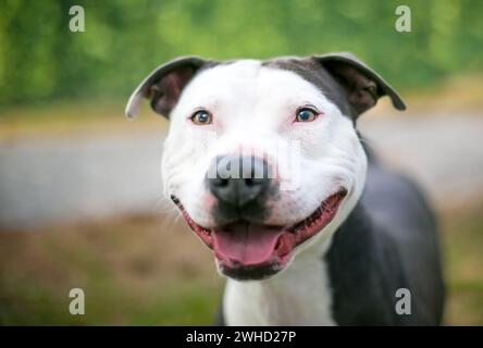 Un heureux chien gris et blanc Pit Bull Terrier de race mixte avec un grand sourire sur le visage Banque D'Images