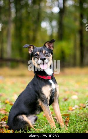 Chien chihuahua x Pinscher miniature tricolore de race mixte assis à l'extérieur Banque D'Images