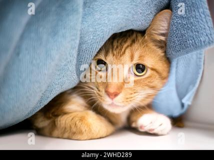 Un chat timide tabby dans un abri pour animaux caché sous des couvertures Banque D'Images