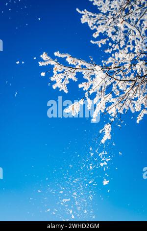 Les branches glacées brillent contre un ciel bleu vif par une journée froide en hiver Banque D'Images