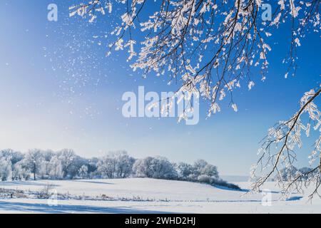 Les branches glacées brillent contre un ciel bleu vif par une journée froide en hiver Banque D'Images