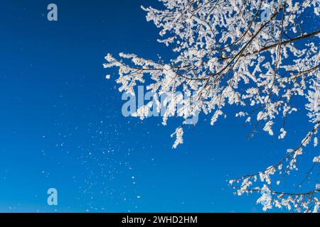 Les branches glacées brillent contre un ciel bleu vif par une journée froide en hiver Banque D'Images