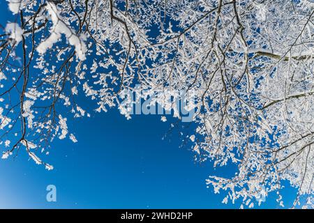 Les branches glacées brillent contre un ciel bleu vif par une journée froide en hiver Banque D'Images