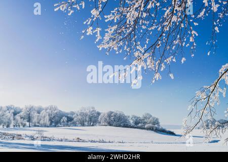 Les branches glacées brillent contre un ciel bleu vif par une journée froide en hiver Banque D'Images