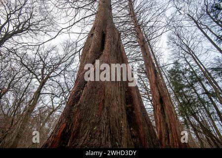 Séquoias primitifs dans la forêt d'Osterwald près de Zingst sur la mer Baltique, Mecklembourg-Poméranie occidentale, Allemagne Banque D'Images