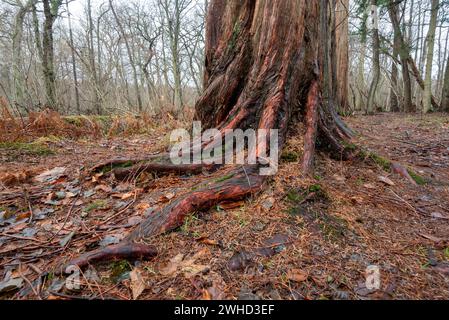 Séquoias primitifs dans la forêt d'Osterwald près de Zingst sur la mer Baltique, Mecklembourg-Poméranie occidentale, Allemagne Banque D'Images