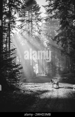 Photographie en noir et blanc d'un chien dans la forêt baignée de lumière, portrait Banque D'Images