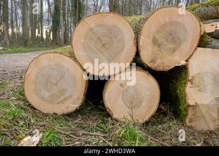 troncs d'arbres abattus, surface coupée, anneaux annuels, fissures de séchage Banque D'Images