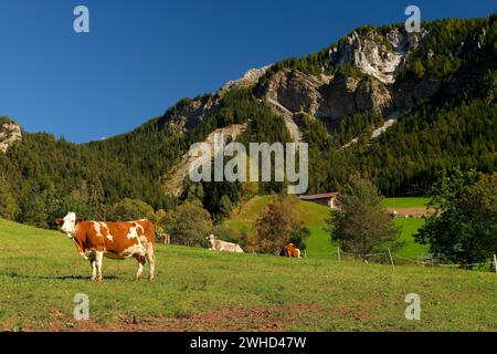 Vaches en pâturage dans la vallée du Villnöss près de équipé Magdalena, Vallée du Villnöss, Province de Bolzano, Haut-Adige, Tyrol du Sud, Alpes, Dolomites, Parc naturel de Puez-Geisler, Groupe Odle, Trentin-Tyrol du Sud, Italie, Italie Banque D'Images