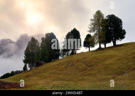 Vue depuis le sentier de randonnée de la station de montagne du Col Raiser jusqu'à la Seceda Alm, Parc naturel de Puez-Geisler, Val Gardena, Province de Bolzano, Haut Adige, Tyrol du Sud, Alpes, Dolomites, Trentin-Haut-Adige, Italie, Italia Banque D'Images