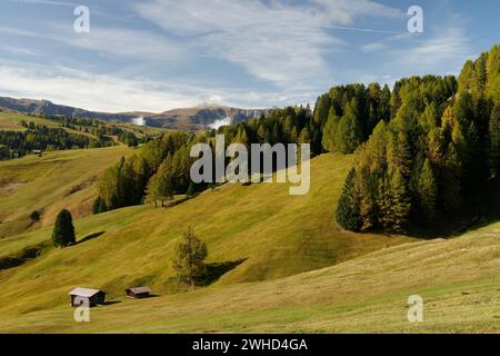 Vue depuis le sentier de randonnée circulaire en direction de Saltria jusqu'à l'Alpe di Siusi en automne, Parc naturel Sciliar-Catinaccio, Val Gardena, Province de Bolzano, Haut Adige, Tyrol du Sud, Alpes, Dolomites, Trentin-Haut-Adige, Italie, Italia Banque D'Images