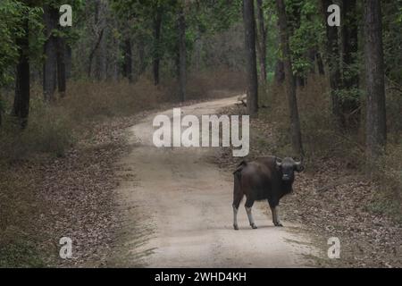 Indian Gaur, Bos gaurus, Kanha Tiger Reserve, Madhya Pradesh, Inde Banque D'Images