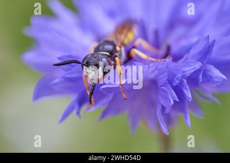 Beewolf, Philanthus triangulum Banque D'Images