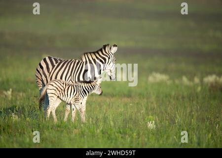 Afrique, jeune animal, Province du Gauteng, espèce proche menacée, liste rouge de l'UICN, réserve naturelle de Rietvlei, Afrique du Sud, zèbre (Equus burchellii), faune, tourisme, nature, bush, jour, pas de gens, à l'extérieur, safari, jeunes animaux, mignon, mère et jeune animal, animaux dans la nature, Big 5 animal, mère animal, regarder en arrière Banque D'Images