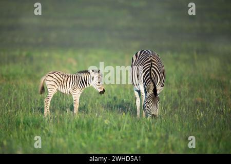 Afrique, animaux sauvages, jeune animal, brousse, jour, Province du Gauteng, fond vert, nature, espèce proche menacée, liste rouge de l'UICN, aucun peuple, réserve naturelle de Rietvlei, Safari animaux, Afrique du Sud, deux animaux, faune, zèbre (Equus burchellii), tourisme, plein air, safari, jeunes animaux, mignon, mère et jeune animal, Big 5 animal, mère animal Banque D'Images