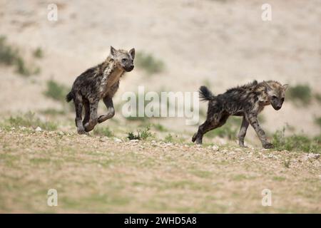 Afrique, jeune animal, Hyeana (Crocuta crocuta), Kgalagadi TransFrontier Park, Afrique du Sud, faune, tourisme, nature, bush, jour, pas de gens, en plein air, safari, jeunes animaux, mignon, animaux à l'état sauvage, Big 5 animal, Kgalagadi TransFrontier Park, course à pied Banque D'Images