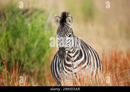Afrique, Province du Gauteng, espèces menacées proches, liste rouge de l'UICN, réserve naturelle de Rietvlei, Afrique du Sud, zèbre (Equus burchellii), brousse, jour, nature, aucun peuple, faune, tourisme, safari, réserve naturelle, graisse Banque D'Images