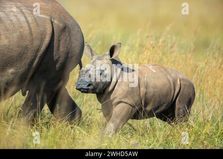 Afrique, jeune animal, Province du Gauteng, espèce proche menacée, liste rouge de l'UICN, réserve naturelle de Rietvlei, Afrique du Sud, rhinocéros blancs (Ceratotherium simum), faune, tourisme, nature, brousse, jour, pas de gens, à l'extérieur, safari, jeunes animaux, mignon, animaux dans la nature Banque D'Images