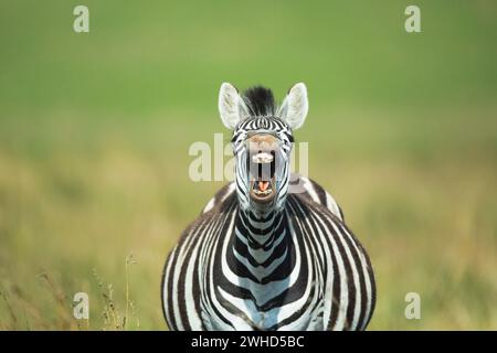 Afrique, Province du Gauteng, espèces menacées proches, liste rouge de l'UICN, réserve naturelle de Rietvlei, Afrique du Sud, zèbre (Equus burchellii), brousse, jour, nature, aucun peuple, faune, tourisme, safari, réserve naturelle, fond vert, humour, gros plan, vue de face, animaux dans la nature, bâillement, yeux fermés Banque D'Images
