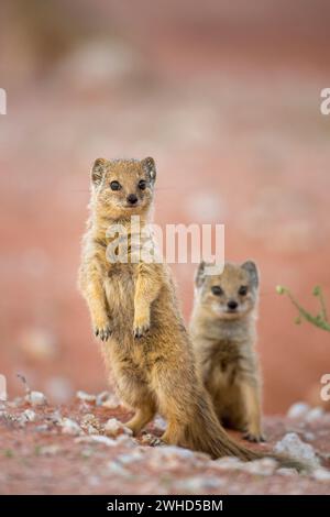 Afrique, jeune animal, Kgalagadi Transfrontier Park, Northern Cape Province, Afrique du Sud, Mongoose jaune (Cynictis penicillata), safari, en plein air, personne, jour, bush, nature, tourisme, faune, jeunes animaux, mignon, animaux dans la nature, Big 5 animal, alerte, debout Banque D'Images