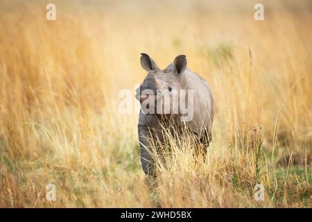 Afrique, jeune animal, Province du Gauteng, espèce proche menacée, liste rouge de l'UICN, réserve naturelle de Rietvlei, Afrique du Sud, rhinocéros blancs (Ceratotherium simum), safari, en plein air, personne, jour, bush, nature, tourisme, faune, jeunes animaux, mignon, animaux dans la nature, Big 5 animal, alerte, debout, en voie de disparition Banque D'Images
