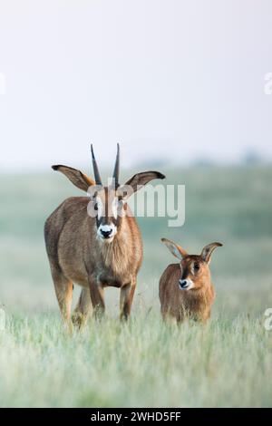 Afrique, jeune animal, Parc national de Mokala, Province du Cap Nord, antilope Roan (Hippotragus equinus), Afrique du Sud, safari, plein air, pas de gens, jour, brousse, nature, tourisme, faune, jeunes animaux, mignons, animaux sauvages, Big 5 animal, Antelope, réserve naturelle Banque D'Images