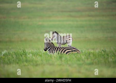 Afrique, jeune animal, Province du Gauteng, espèce proche menacée, liste rouge de l'UICN, réserve naturelle de Rietvlei, Afrique du Sud, zèbre (Equus burchellii), safari, plein air, pas de gens, jour, bush, nature, tourisme, faune, jeunes animaux, mignon, animaux sauvages, Big 5 animal, réserve naturelle Banque D'Images