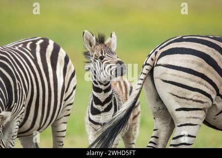 Afrique, jeune animal, Province du Gauteng, espèce proche menacée, liste rouge de l'UICN, réserve naturelle de Rietvlei, Afrique du Sud, zèbre (Equus burchellii), safari, plein air, pas de gens, jour, bush, nature, tourisme, faune, jeunes animaux, mignon, animaux sauvages, Big 5 animal, réserve naturelle Banque D'Images