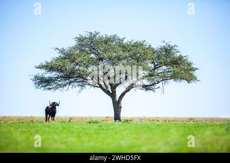 Acacia, Afrique, gnous noir (Connochaetus gnou), Parc national de Mokala, Province du Cap Nord, Afrique du Sud, arbre, bush, jour, Parc National, nature, pas de gens, tourisme, safari, faune, espace de copie, fond bleu, Bushveld, paysage, nature, arbres, arbre d'Acacia, classique Banque D'Images