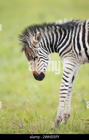 Afrique, jeune animal, Province du Gauteng, espèce proche menacée, liste rouge de l'UICN, réserve naturelle de Rietvlei, Afrique du Sud, zèbre (Equus burchellii), safari, plein air, pas de gens, jour, bush, nature, tourisme, faune, jeunes animaux, mignon, animaux dans la nature, Big 5 animal, réserve naturelle, regardant vers le bas, triste Banque D'Images