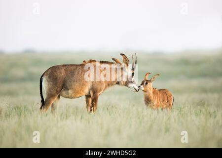 Afrique, jeune animal, Parc national de Mokala, Province du Cap Nord, antilope Roan (Hippotragus equinus), Afrique du Sud, safari, plein air, pas de gens, jour, brousse, nature, tourisme, faune, jeunes animaux, mignons, animaux sauvages, Big 5 animal, Antelope, interaction, réserve naturelle Banque D'Images