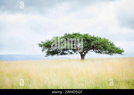 Acacia, Afrique, beauté dans la nature, Bush, jour, Itala Game Reserve, province du KwaZulu-Natal, paysage, nature, pas de gens, en plein air, Savanna, Scenic, Afrique du Sud, arbre, arbres, fond blanc, tourisme, safari, scène tranquille, classique, profil Banque D'Images