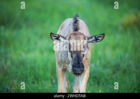 Afrique, jeune animal, gnous bleu (Connochaetes taurinus), Kgalagadi Transfrontier Park, Northern Cape Province, Afrique du Sud, brousse, jour, plein air, pas de gens, nature, tourisme, safari, faune, jeunes animaux, mignon, animaux dans la nature, Parc National Banque D'Images
