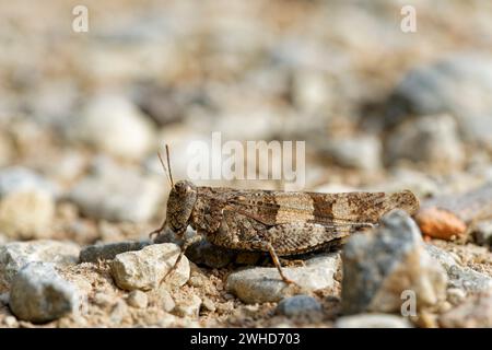 Blue-winged grasshopper, Oedipoda caerulescens Banque D'Images