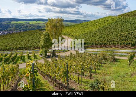 Vignobles près de Thüngersheim am main, quartier main-Spessart, basse-Franconie, Bavière, Allemagne Banque D'Images