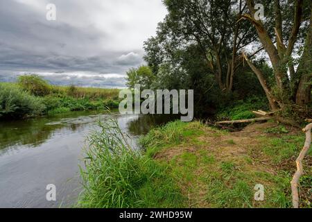 Plaine inondable du Weiße Elster entre Bornitz près de Zeitz et Göbitz, Burgenlandkreis, Saxe-Anhalt, Allemagne Banque D'Images