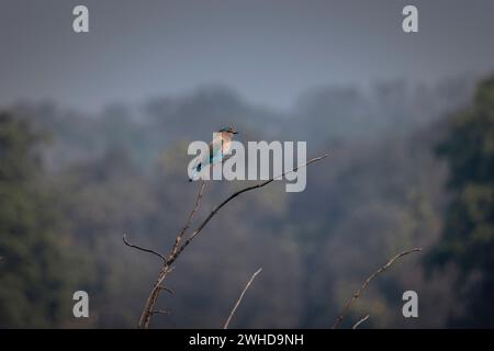 Indian Roller, Coracias benghalensis, Madhya Pradesh, Inde Banque D'Images