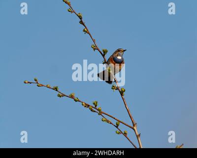 Bleuet à taches blanches, Luscinia svecica cyanecula, bleuet, Luscinia svecica Banque D'Images