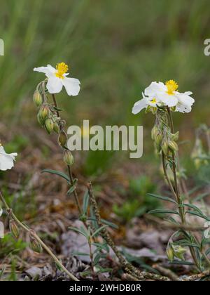 Rose roche blanche, Helianthemum apenninum Banque D'Images