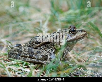 Grenouille de bassin, Pélophylax esculentus, Rana esculenta, grenouille d'eau Banque D'Images