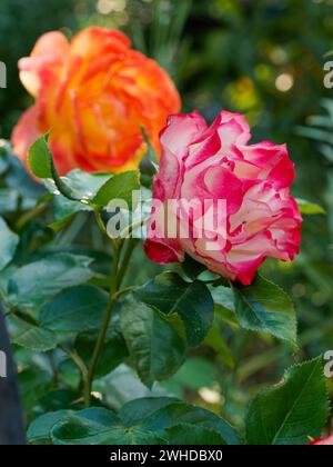 Pétales de rose dans la lumière du matin Banque D'Images