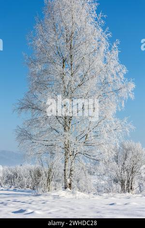 Europe, Pologne, petite Pologne, hiver avec le frost de neige près de Nowa Biala, région de Spisz Banque D'Images