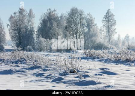 Europe, Pologne, petite Pologne, hiver avec le frost de neige près de Nowa Biala, région de Spisz Banque D'Images