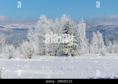 Europe, Pologne, petite Pologne, hiver avec le frost de neige près de Nowa Biala, région de Spisz Banque D'Images