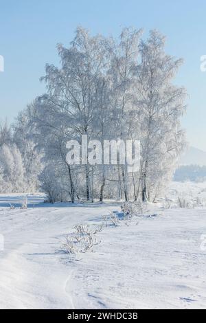 Europe, Pologne, petite Pologne, hiver avec le frost de neige près de Nowa Biala, région de Spisz Banque D'Images